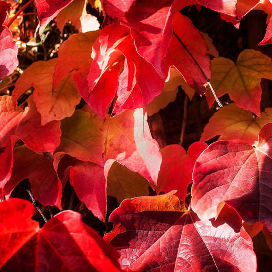 Feuille de vigne rouge